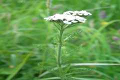 Achillea millefolium
